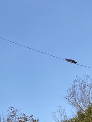 Callosciurus caniceps