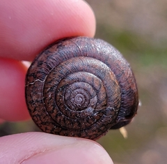 Helminthoglypta diabloensis