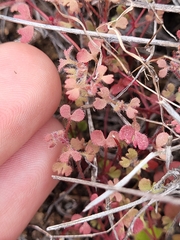 Pterostegia drymarioides