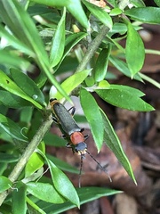 Chauliognathus tricolor