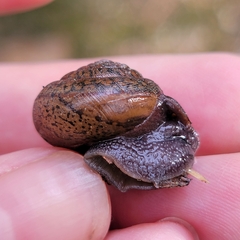 Helminthoglypta diabloensis