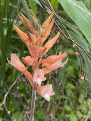 Sacoila lanceolata