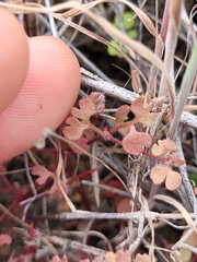Pterostegia drymarioides