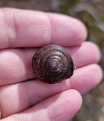 Helminthoglypta diabloensis