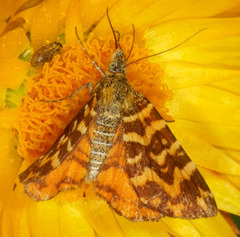 Chrysolarentia chrysocyma