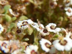 Euphorbia leucophylla