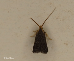 Lecithocera nigrana