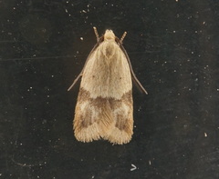 Odites kollarella