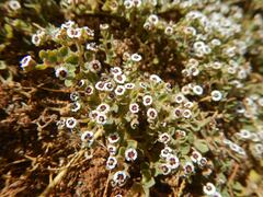 Euphorbia leucophylla