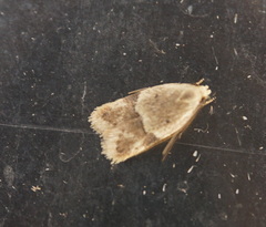 Odites kollarella