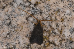 Lecithocera nigrana