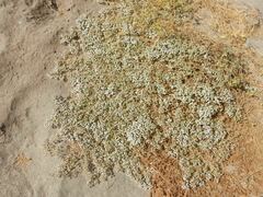 Euphorbia leucophylla