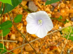 Jacquemontia pringlei