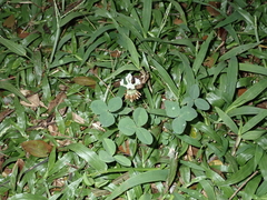Trifolium repens repens