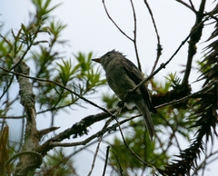 Contopus cinereus