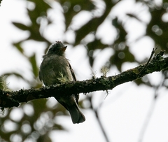 Contopus cinereus