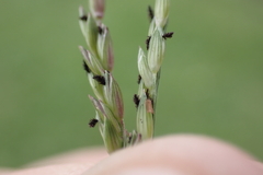 Urochloa glumaris