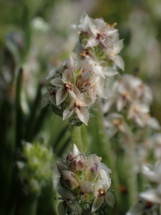 Plantago erecta