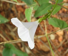 Jacquemontia pringlei