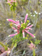 Erica densifolia