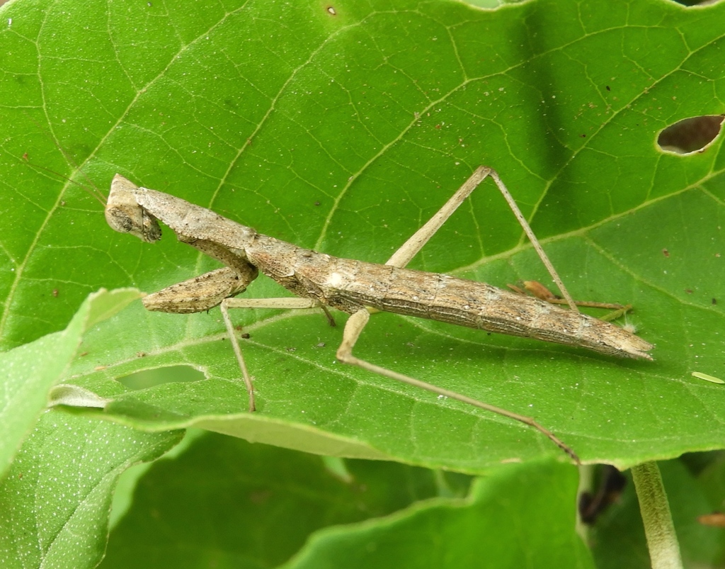 Yersinia mexicana