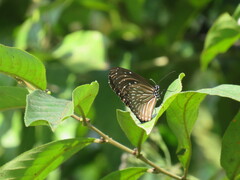 Euploea mulciber