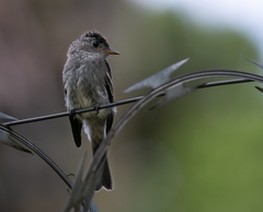 Contopus cinereus