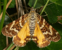 Chrysolarentia polycarpa