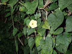 Ipomoea ochracea