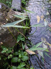 Sagittaria trifolia