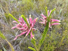 Erica densifolia