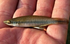 Fundulus olivaceus