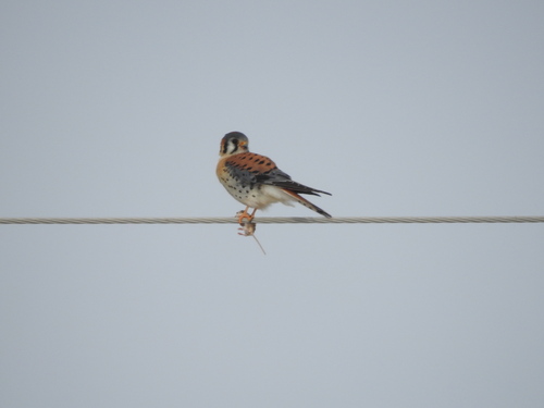 American Kestrel