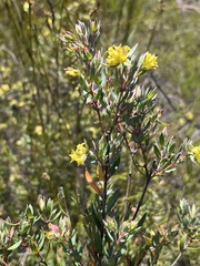 Penaea acutifolia