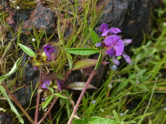 Flemingia gracilis