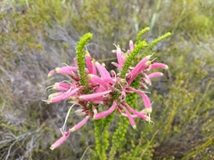 Erica densifolia