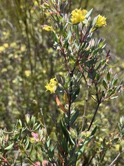 Penaea acutifolia