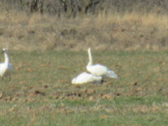 Cygnus columbianus