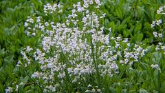 Cardamine pratensis