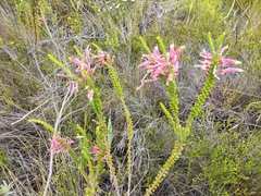 Erica densifolia