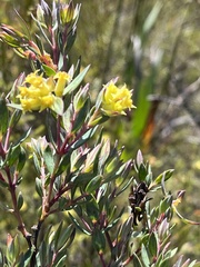Penaea acutifolia