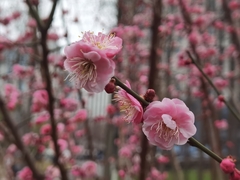 Prunus mume