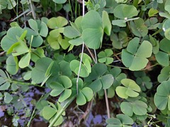 Marsilea minuta