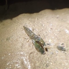 Alpheidae