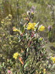 Penaea acutifolia