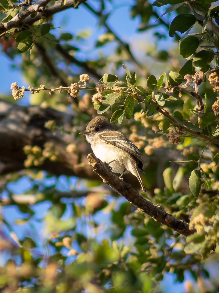 Empidonax Flycatchers from Santa Rosa, 62747 Cuautla, Mor., México on ...