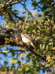 Empidonax