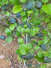 Cercocarpus minutiflorus