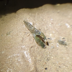 Alpheidae