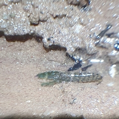 Alpheidae